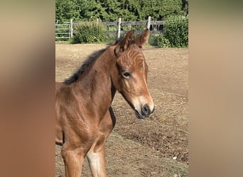 Poney de selle allemand, Étalon, , 150 cm, Bai brun foncé
