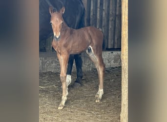 Poney de selle allemand, Étalon, , 150 cm, Bai brun foncé