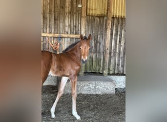 Poney de selle allemand, Étalon, , 150 cm, Bai brun foncé
