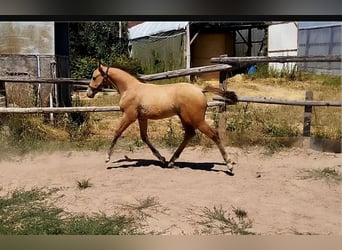 Poney de selle allemand, Étalon, Poulain (05/2026), 158 cm, Dunalino