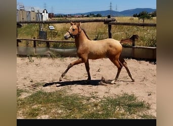 Poney de selle allemand, Étalon, Poulain (05/2026), 158 cm, Dunalino