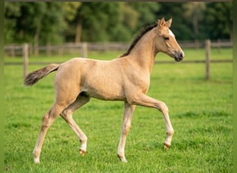 Poney de selle allemand, Étalon, Poulain (05/2026), 158 cm, Dunalino