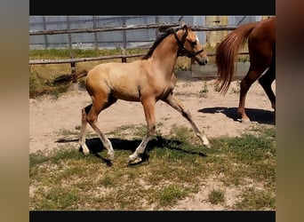 Poney de selle allemand, Étalon, Poulain (05/2026), 158 cm, Dunalino