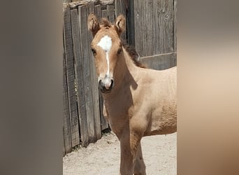 Poney de selle allemand, Étalon, Poulain (05/2026), 158 cm, Dunalino