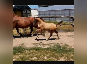 Poney de selle allemand, Étalon, Poulain (05/2026), 158 cm, Dunalino