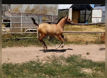 Poney de selle allemand, Étalon, Poulain (05/2026), 158 cm, Dunalino