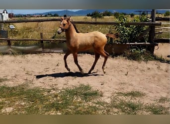 Poney de selle allemand, Étalon, Poulain (05/2026), 158 cm, Dunalino