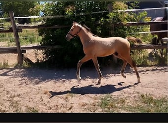 Poney de selle allemand, Étalon, Poulain (05/2026), 158 cm, Dunalino