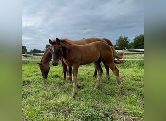 Poney de selle allemand, Étalon, Poulain (04/2024), Alezan brûlé