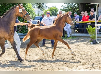 Poney de selle allemand, Étalon, Poulain (04/2026), Alezan brûlé