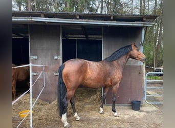 Poney de selle allemand, Étalon, Poulain (01/2025), Alezan brûlé