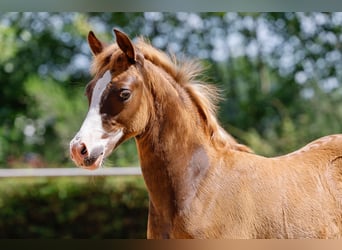 Poney de selle allemand, Étalon, Poulain (05/2025), Alezan brûlé