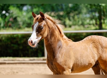 Poney de selle allemand, Étalon, Poulain (05/2025), Alezan brûlé
