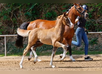 Poney de selle allemand, Étalon, Poulain (05/2025), Alezan brûlé