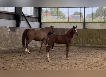 Poney de selle allemand, Étalon, Poulain (04/2024), Alezan