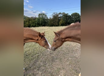 Poney de selle allemand, Étalon, Poulain (04/2026), Alezan
