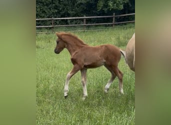 Poney de selle allemand, Étalon, Poulain (04/2026), Alezan
