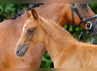 Poney de selle allemand, Étalon, Poulain (05/2025), Alezan