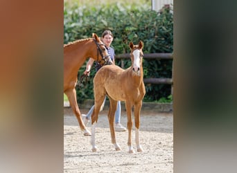 Poney de selle allemand, Étalon, Poulain (04/2024), Alezan