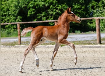 Poney de selle allemand, Étalon, , Alezan