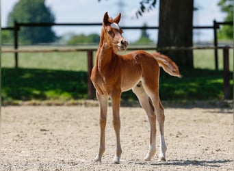 Poney de selle allemand, Étalon, , Alezan
