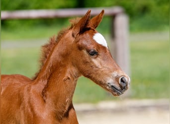Poney de selle allemand, Étalon, , Alezan