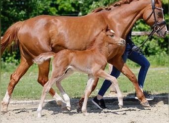 Poney de selle allemand, Étalon, , Alezan