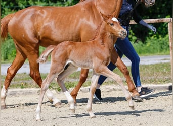 Poney de selle allemand, Étalon, , Alezan