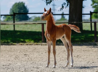Poney de selle allemand, Étalon, , Alezan