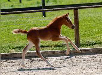 Poney de selle allemand, Étalon, , Alezan