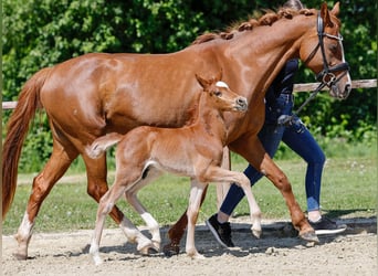Poney de selle allemand, Étalon, , Alezan