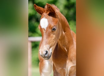 Poney de selle allemand, Étalon, , Alezan