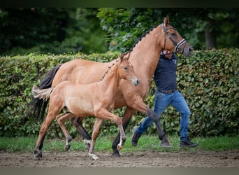 Poney de selle allemand, Étalon, Poulain (01/2023), Alezan