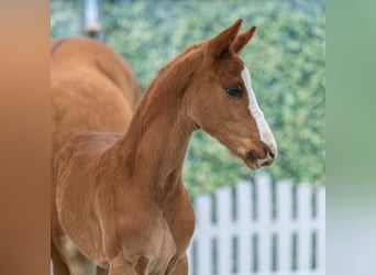 Poney de selle allemand, Étalon, Poulain (02/2026), Alezan