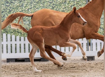 Poney de selle allemand, Étalon, Poulain (02/2026), Alezan