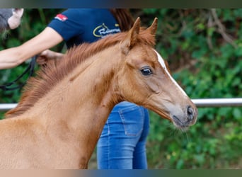 Poney de selle allemand, Étalon, Poulain (05/2025), Alezan