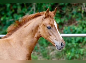 Poney de selle allemand, Étalon, Poulain (05/2025), Alezan
