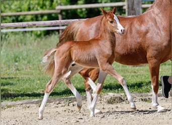 Poney de selle allemand, Étalon, , Alezan