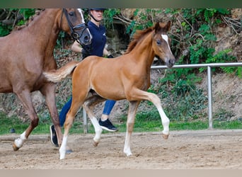 Poney de selle allemand, Étalon, Poulain (04/2025), Alezan