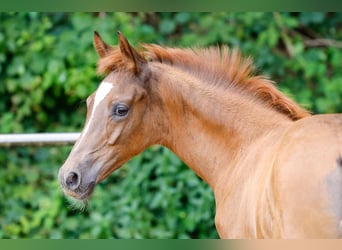 Poney de selle allemand, Étalon, Poulain (04/2025), Alezan