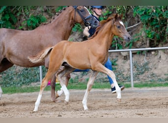 Poney de selle allemand, Étalon, Poulain (04/2025), Alezan