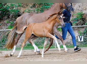 Poney de selle allemand, Étalon, Poulain (04/2025), Alezan