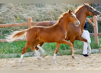 Poney de selle allemand, Étalon, Poulain (01/2025), Alezan