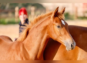 Poney de selle allemand, Étalon, Poulain (01/2025), Alezan