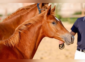 Poney de selle allemand, Étalon, Poulain (01/2025), Alezan