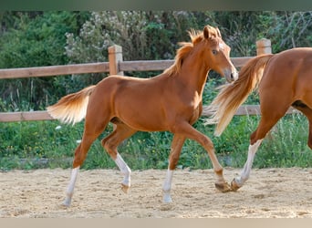 Poney de selle allemand, Étalon, Poulain (01/2025), Alezan