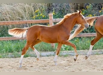 Poney de selle allemand, Étalon, Poulain (01/2025), Alezan
