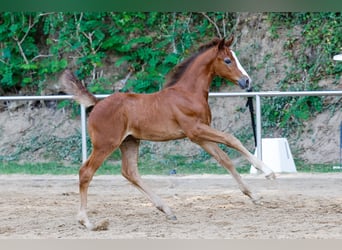 Poney de selle allemand, Étalon, Poulain (06/2025), Aubère