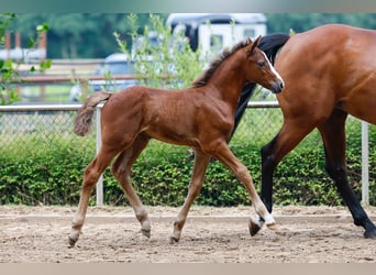 Poney de selle allemand, Étalon, Poulain (06/2025), Aubère