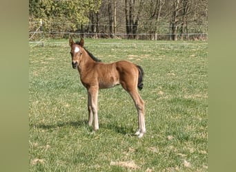 Poney de selle allemand, Étalon, , Bai